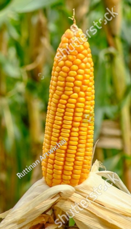 मक्का